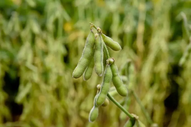 Edamame (Zubereitung & Wissenswertes) – Makemaki